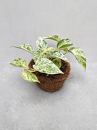 Epipremnum 'Marble Queen' | Marble Queen Pothos