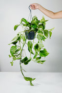 Epipremnum 'Marble Queen' | Marble Queen Pothos