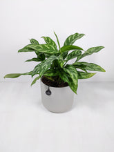 Load image into Gallery viewer, Aglaonema Maria | The Chinese Evergreen
