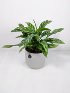 Aglaonema Maria | The Chinese Evergreen