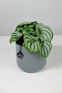 Peperomia argygreia | Watermelon Peperomia