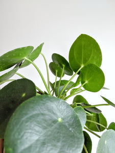 Pilea Peperomioides | Chinese Money Plant & Pot