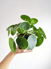 Load image into Gallery viewer, Pilea Peperomioides | Chinese Money Plant &amp; Pot
