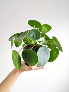 Pilea Peperomioides | Chinese Money Plant & Pot