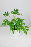 Rhaphidophora Tetrasperma | Monstera Minima