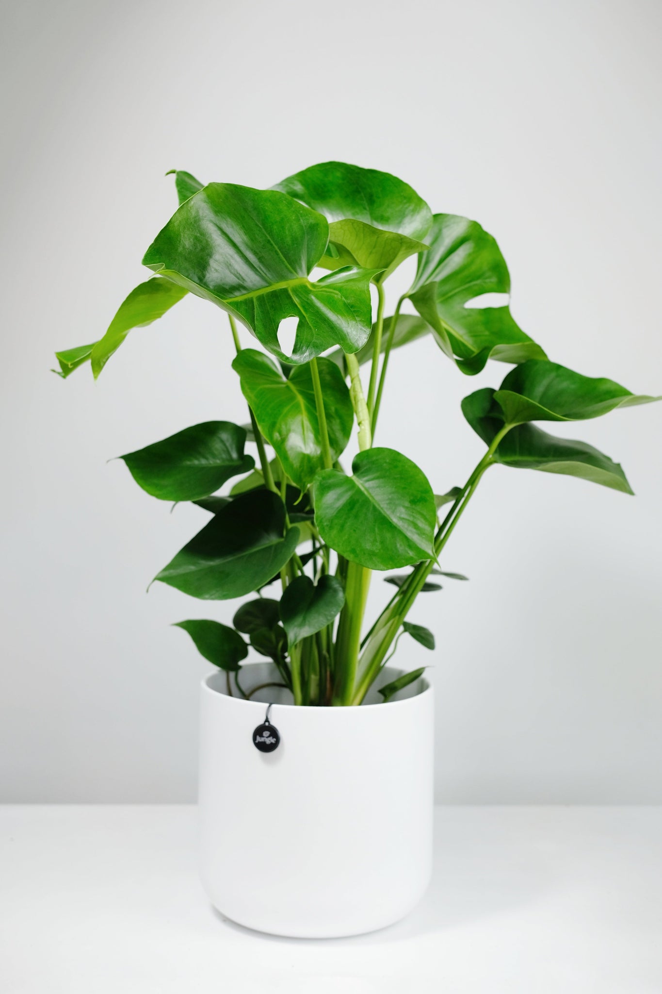 large monstera deliciosa uk Large Monstera Deliciosa