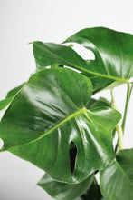 Load image into Gallery viewer, Monstera Deliciosa | The Cheese Plant
