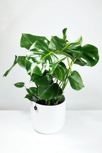 Large Monstera Deliciosa | The Cheese Plant
