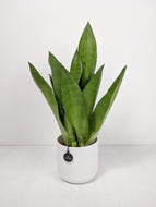 Sansevieria Moonshine | Moonshine Snake Plant