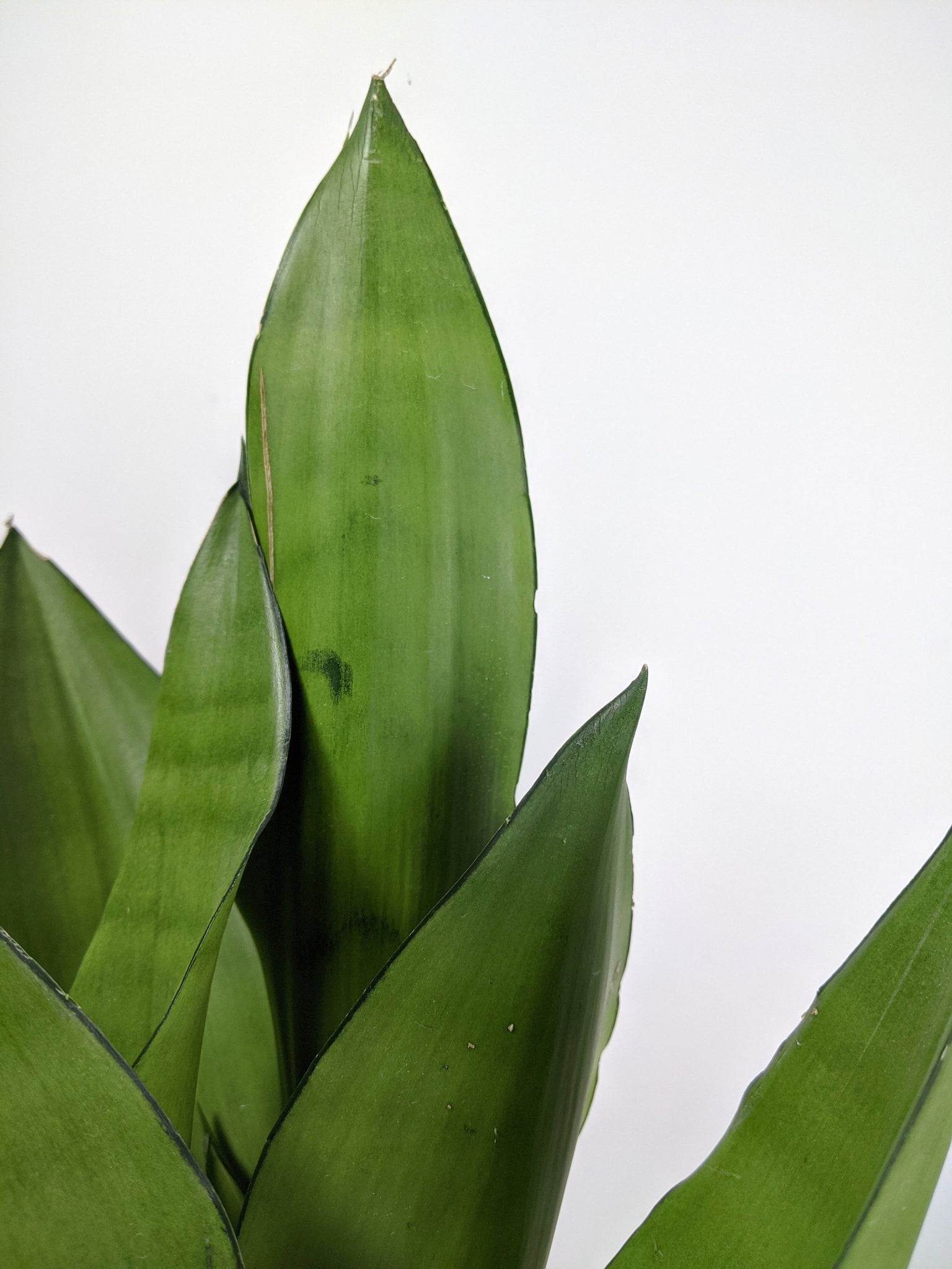 sansevieria moonshine uk Sansevieria Moonshine