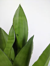 Load image into Gallery viewer, Sansevieria Moonshine | Moonshine Snake Plant
