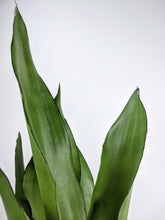 Load image into Gallery viewer, Sansevieria Moonshine | Moonshine Snake Plant
