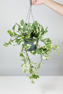 Large Trailing Epipremnum aureum ‘ N-Joy' | Large Trailing Pothos N'Joy