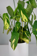 Ctenanthe Lubbersiana (Imperfect)