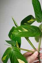 Load image into Gallery viewer, Ctenanthe Lubbersiana (Imperfect)
