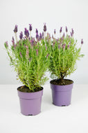 French Lavender Pair
