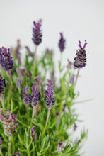 Load image into Gallery viewer, French Lavender Pair
