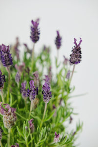 French Lavender Pair