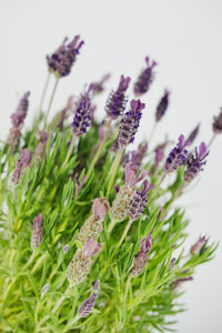 French Lavender Pair