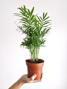 Chamaedorea Elegans Small | The Parlour Palm Small