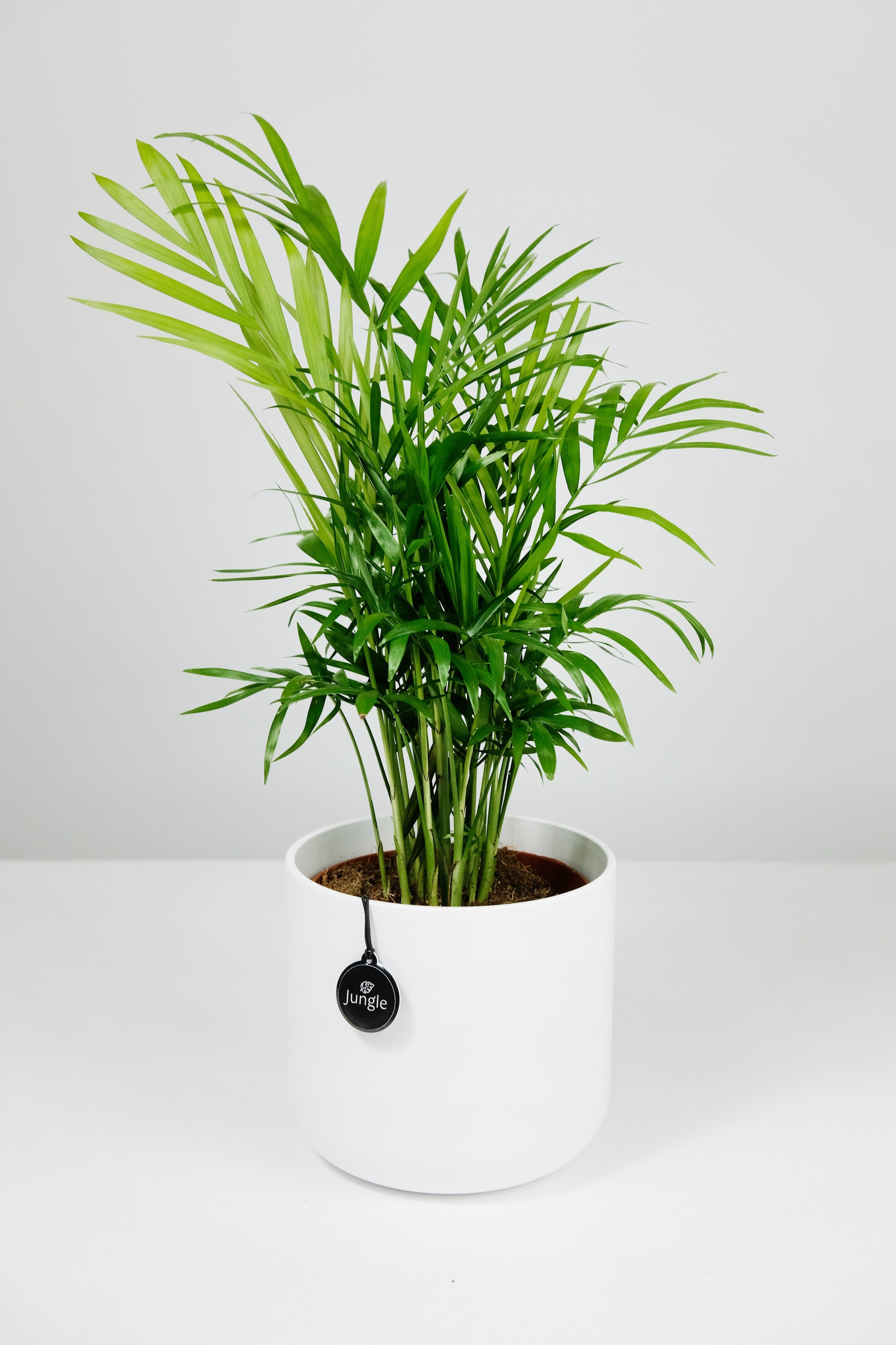 parlor palm uk Chamaedorea Elegans Small