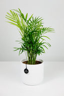 Chamaedorea Elegans Small | The Parlour Palm Small