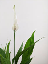 Load image into Gallery viewer, Spathiphyllum | The Peace Lily.
