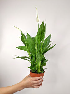 Spathiphyllum | The Peace Lily.
