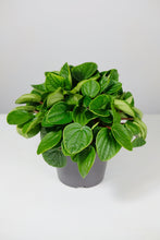 Load image into Gallery viewer, Peperomia Rana Verde | Radiator Plant
