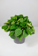 Peperomia Rana Verde | Radiator Plant