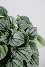 Load image into Gallery viewer, Peperomia Moonlight
