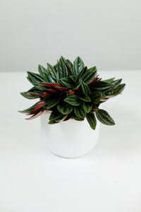 Peperomia Rosso | Emerald Ripple Plant