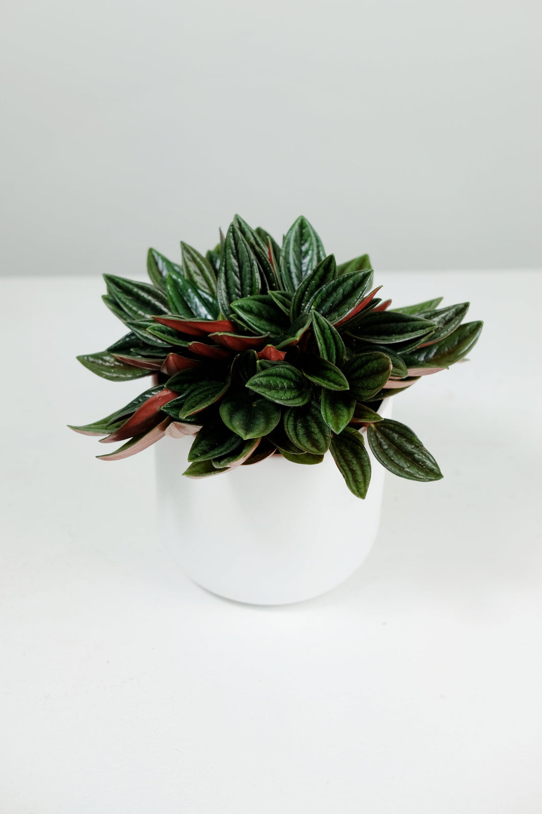 Mini Peperomia Rosso | Emerald Ripple Plant