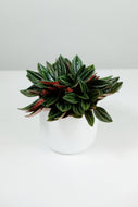 Mini Peperomia Rosso | Emerald Ripple Plant