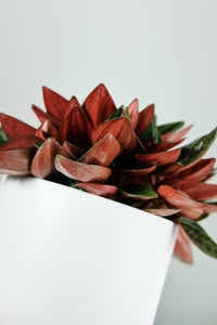 Mini Peperomia Rosso | Emerald Ripple Plant