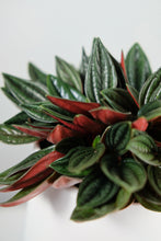 Load image into Gallery viewer, Mini Peperomia Rosso | Emerald Ripple Plant

