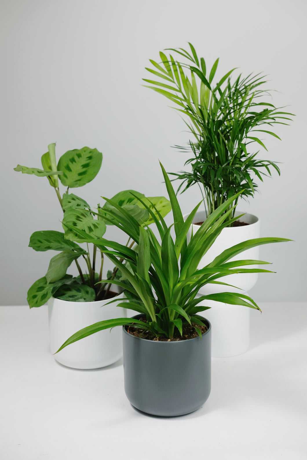 pet friendly house plants uk The Pet Friendly Bundle – Jungle Houseplants
