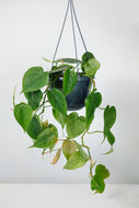Philodendron Scandens | Heart Leaf Vine