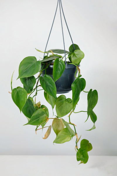 philodendron sweetheart vine Philodendron Scandens