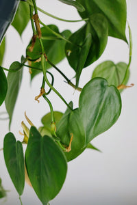 Philodendron Scandens | Heart Leaf Vine