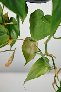 Philodendron Scandens | Heart Leaf Vine