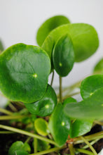 Load image into Gallery viewer, Large Pilea Peperomioides | Chinese Money Plant Large
