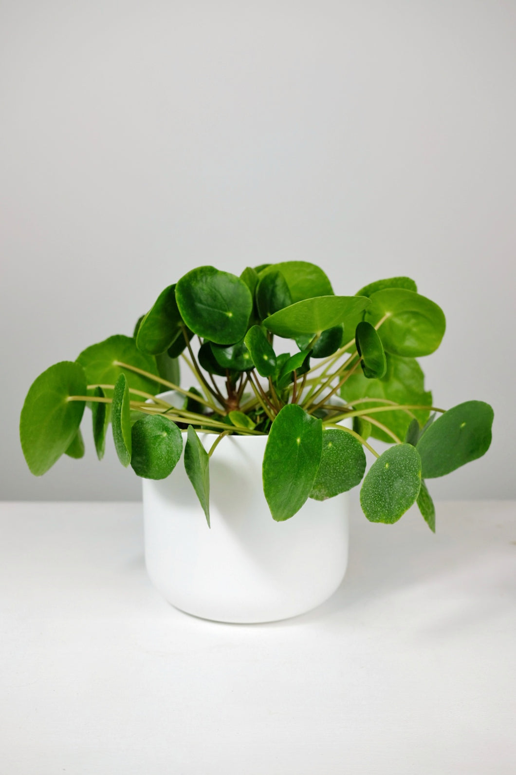 Large Pilea Peperomioides | Chinese Money Plant Large