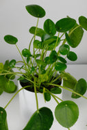 Medium Pilea Peperomioides | Chinese Money Plant