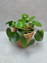 Load image into Gallery viewer, Pilea Peperomioides | Chinese Money Plant &amp; Pot
