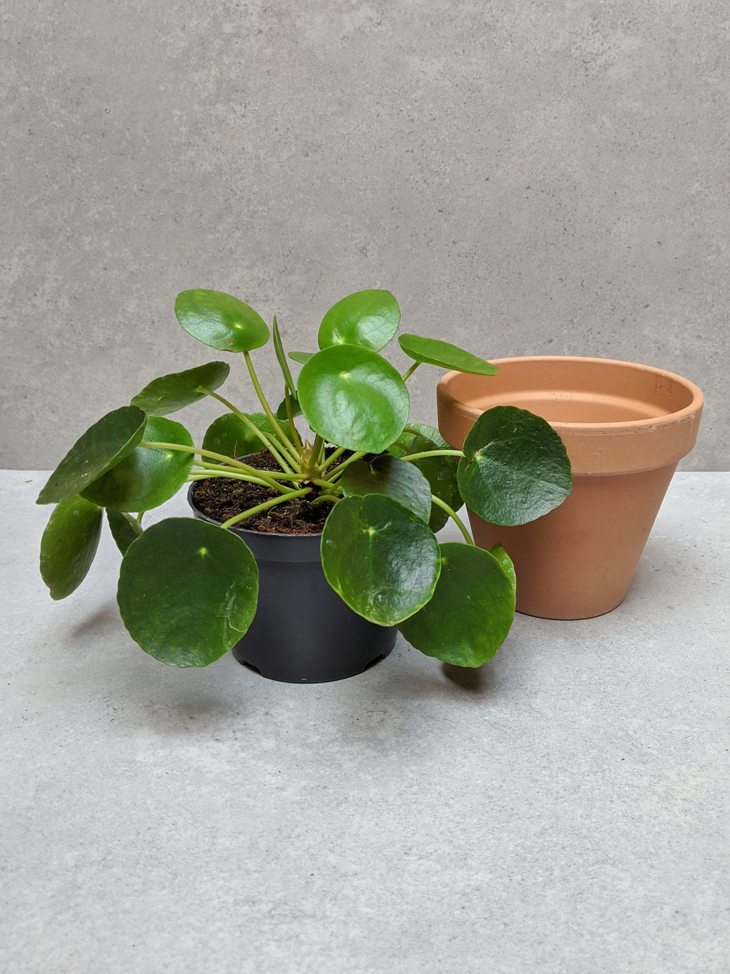 chinese money plant uk Pilea Peperomioides