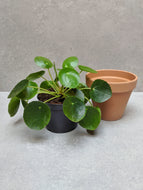 Pilea Peperomioides | Chinese Money Plant & Pot