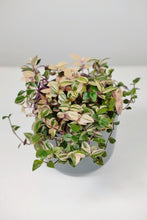 Load image into Gallery viewer, Tradescantia Fluminensis Tricolor | Inch Plant Pink
