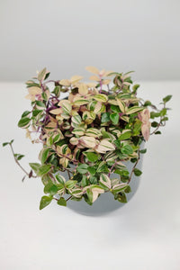 Tradescantia Fluminensis Tricolor | Inch Plant Pink