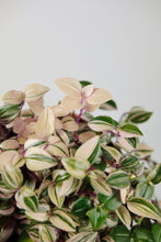 Load image into Gallery viewer, Tradescantia Fluminensis Tricolor | Inch Plant Pink
